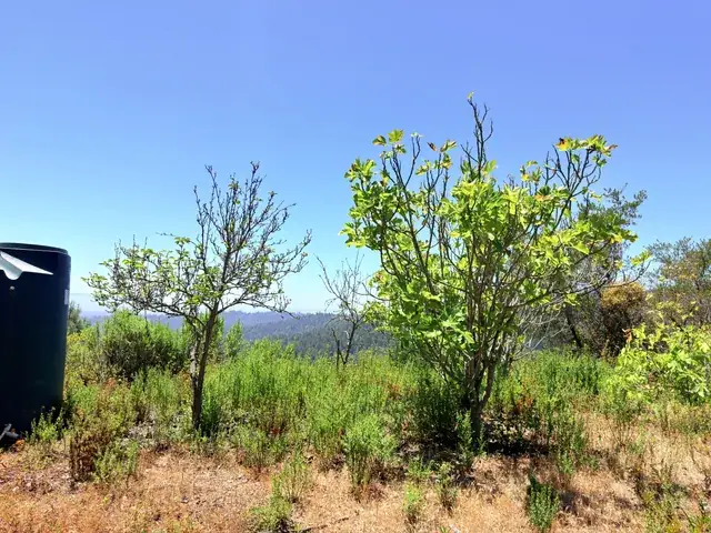 Young fruit trees and storage tank