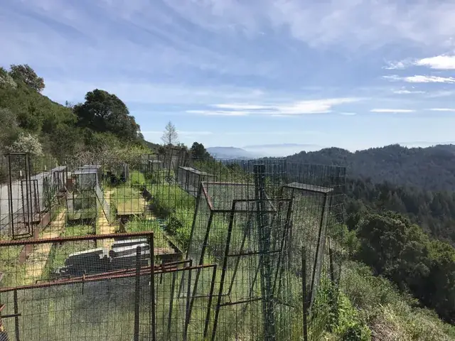 Terraced planting rows above the canyon
