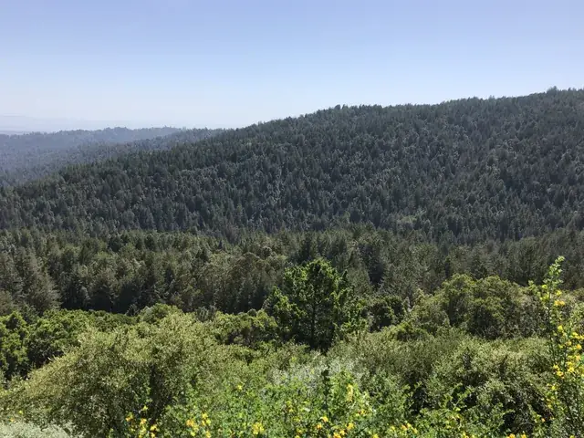 Redwood stand in the lower canyon