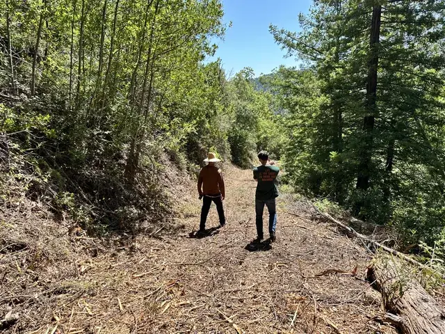 Interior trail through mixed forest