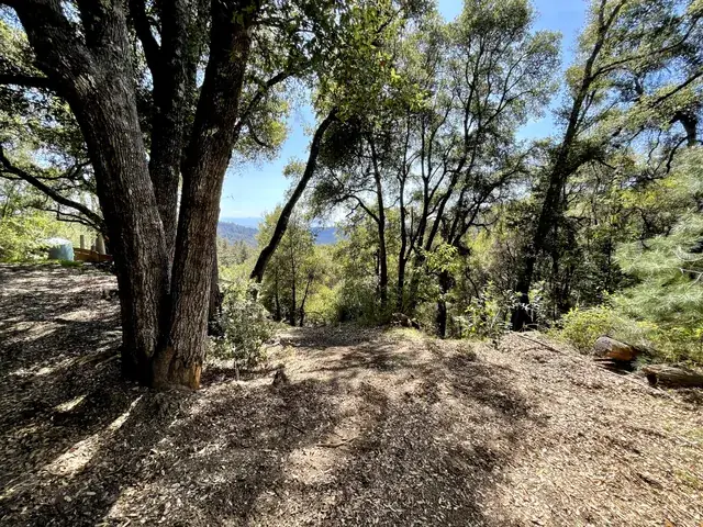 Oak knoll above the drive