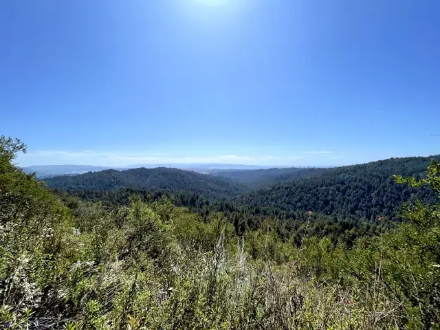 Morning over the redwood canyon