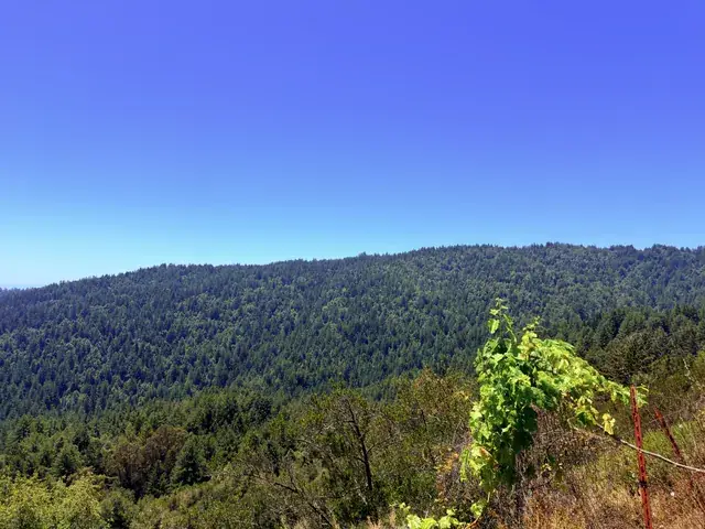 Established vines above the canyon
