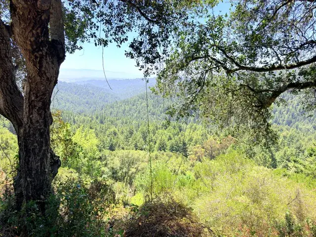 Live oak and long view from the upper ground